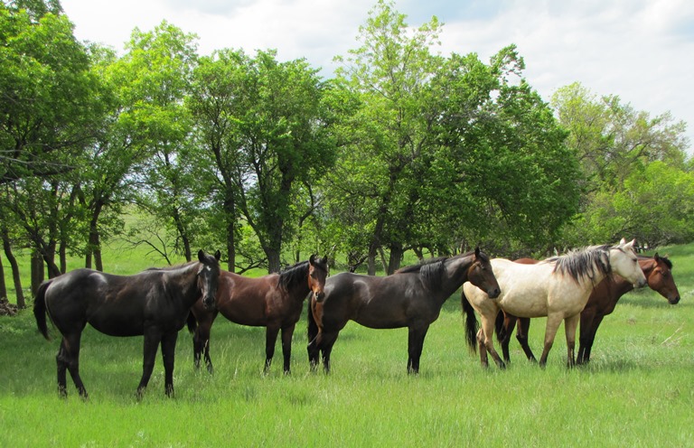 Pictured summer 2013 as yearling on the far left